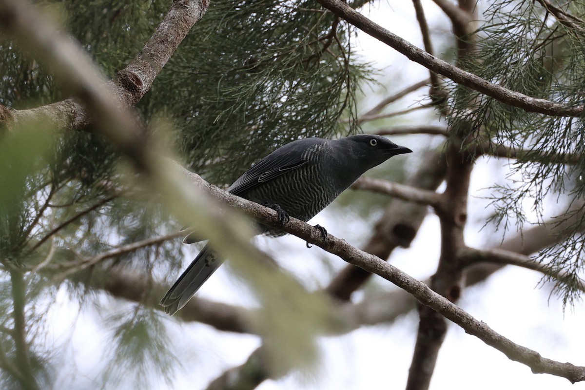 Barred Cuckooshrike - ML620776717