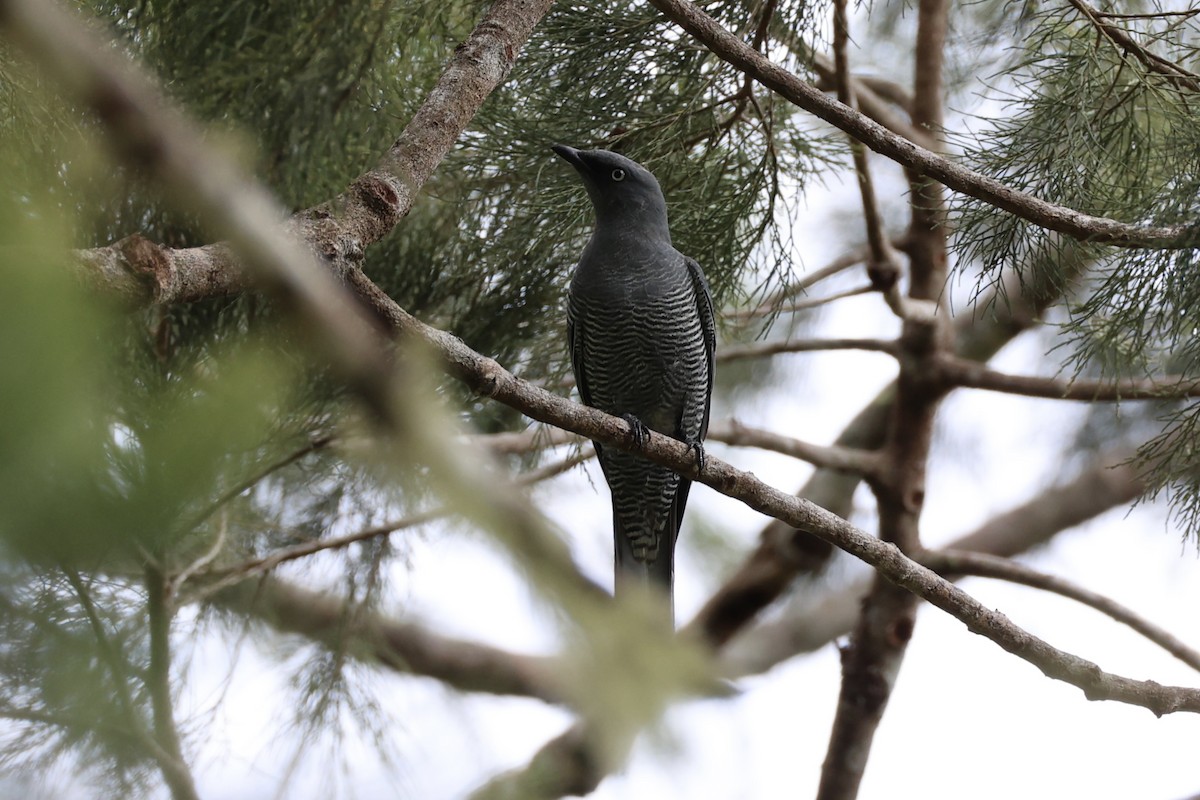 Barred Cuckooshrike - ML620776718