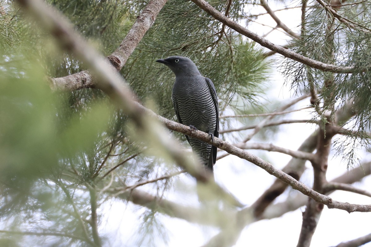 Barred Cuckooshrike - ML620776719