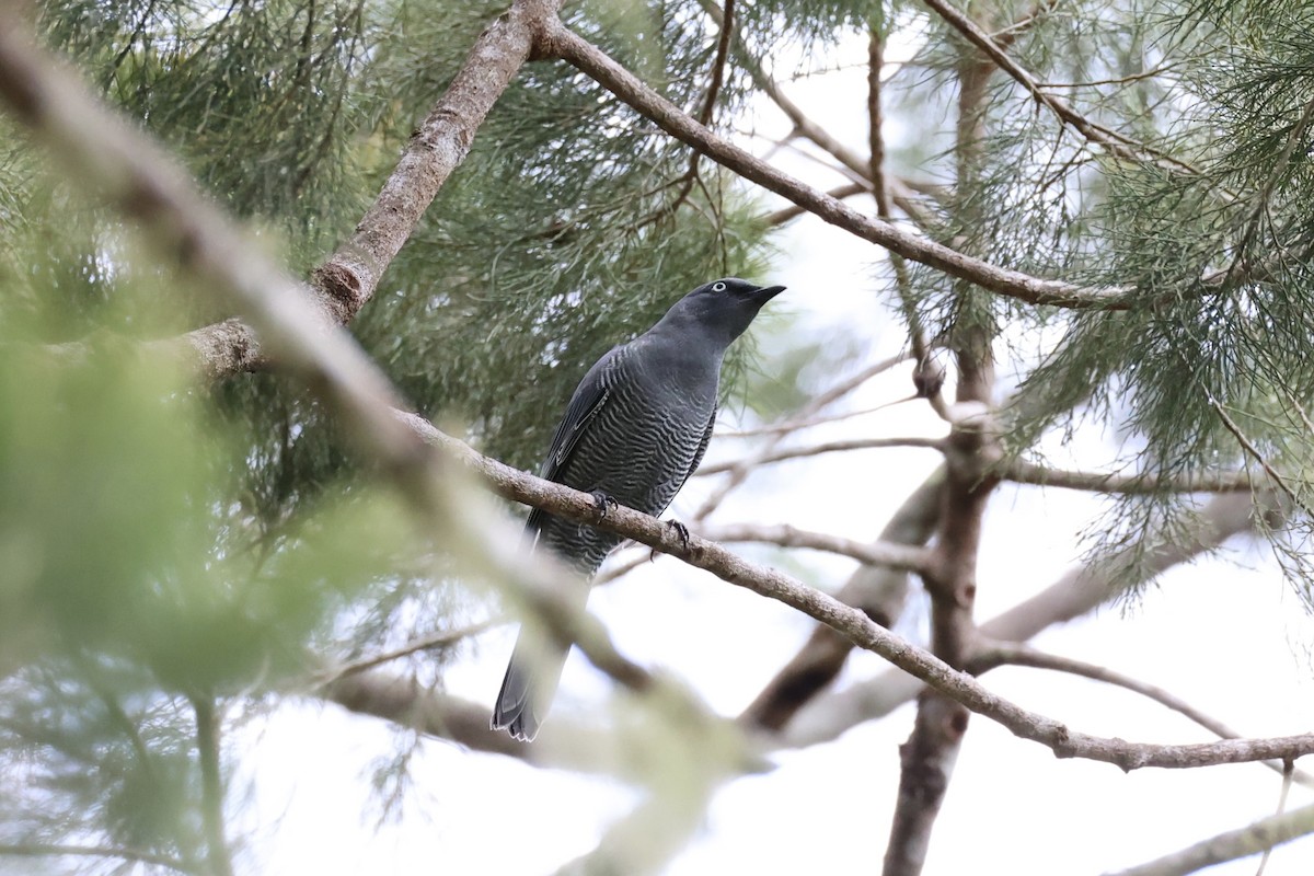 Barred Cuckooshrike - ML620776720