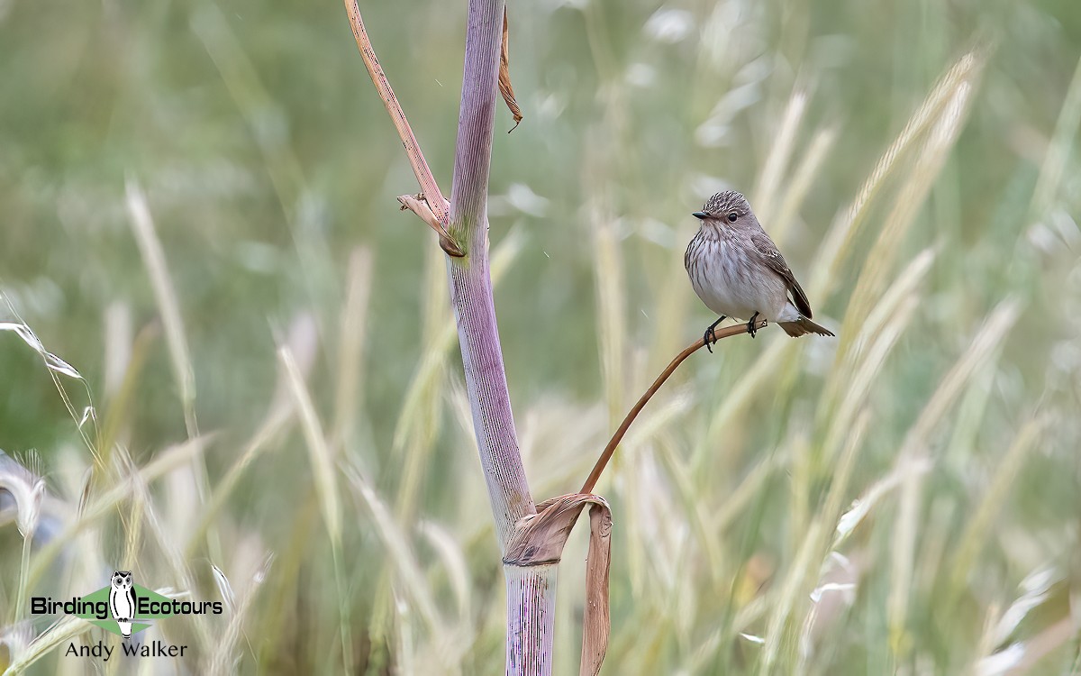 gråfluesnapper (striata gr.) - ML620776722