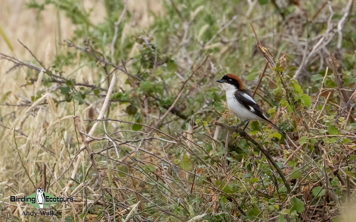 Woodchat Shrike (Western) - ML620776724