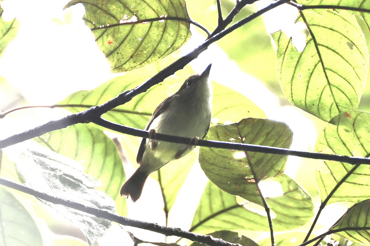 Yellow-bellied Gerygone - ML620776725