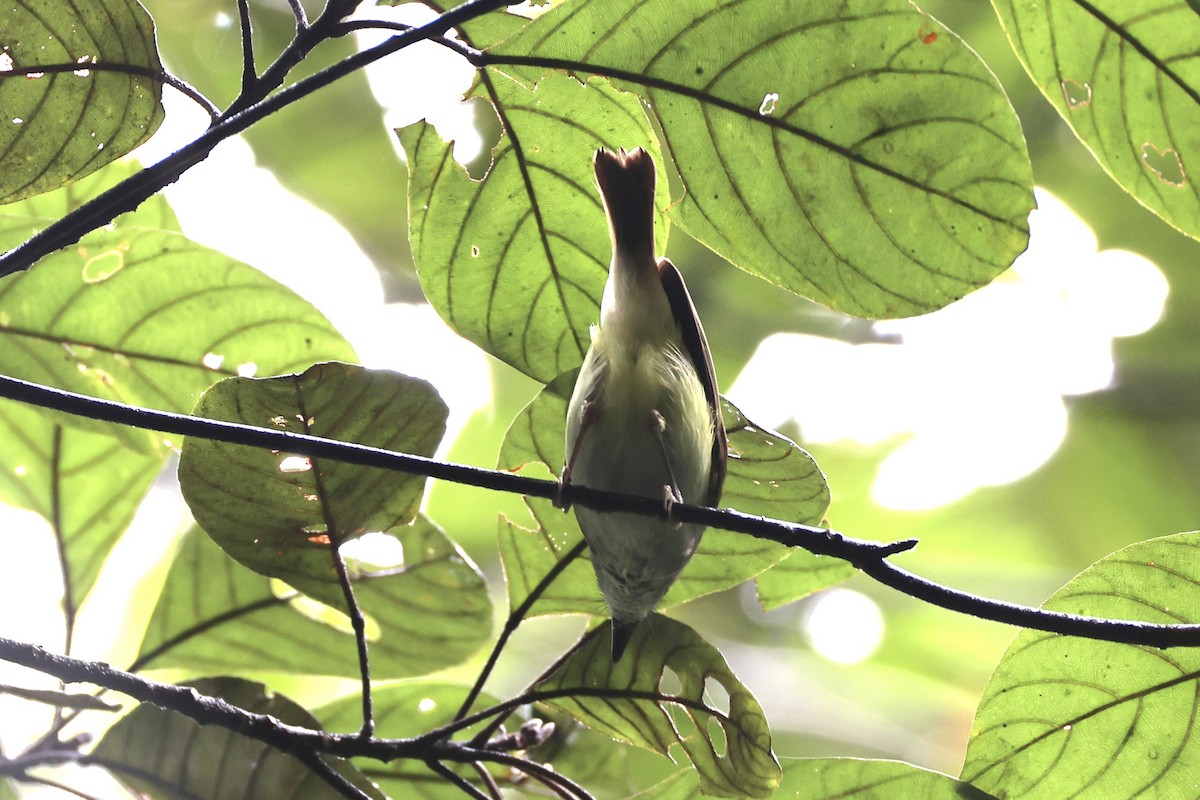 Yellow-bellied Gerygone - ML620776726