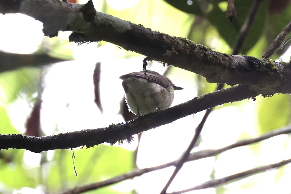 Yellow-bellied Gerygone - ML620776728