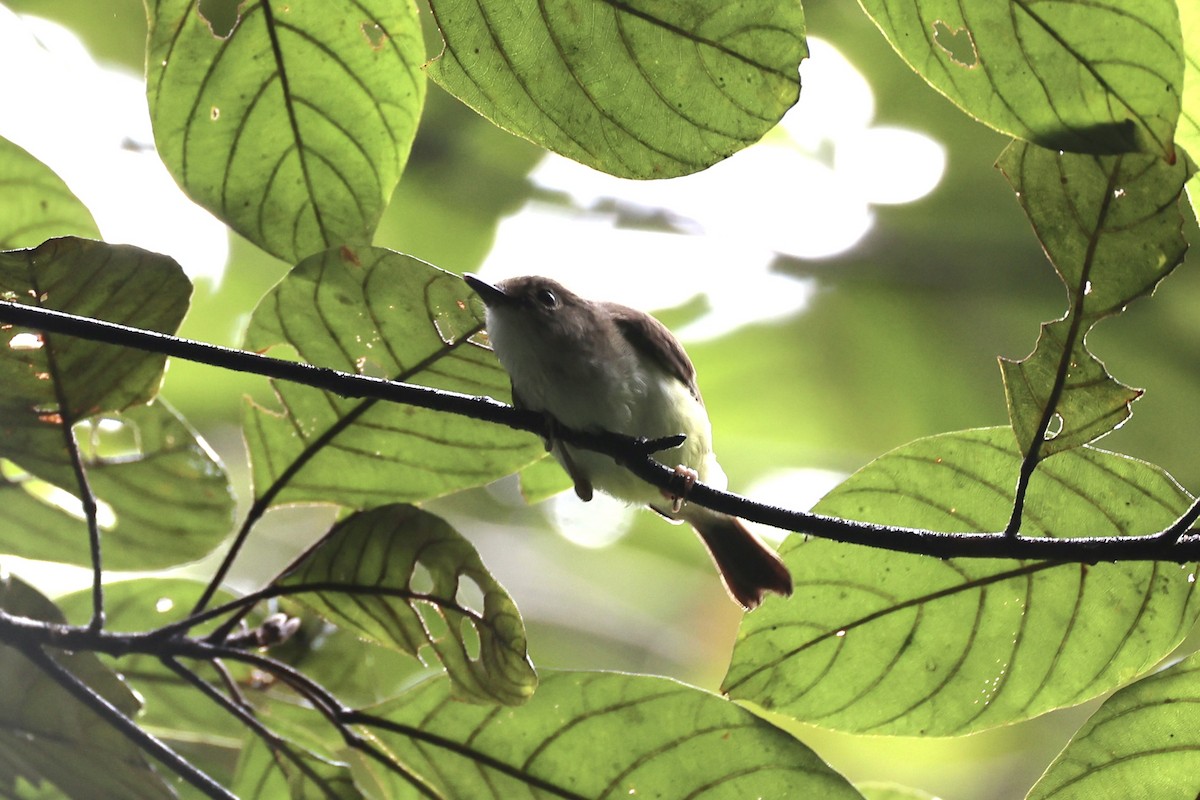 Yellow-bellied Gerygone - ML620776729