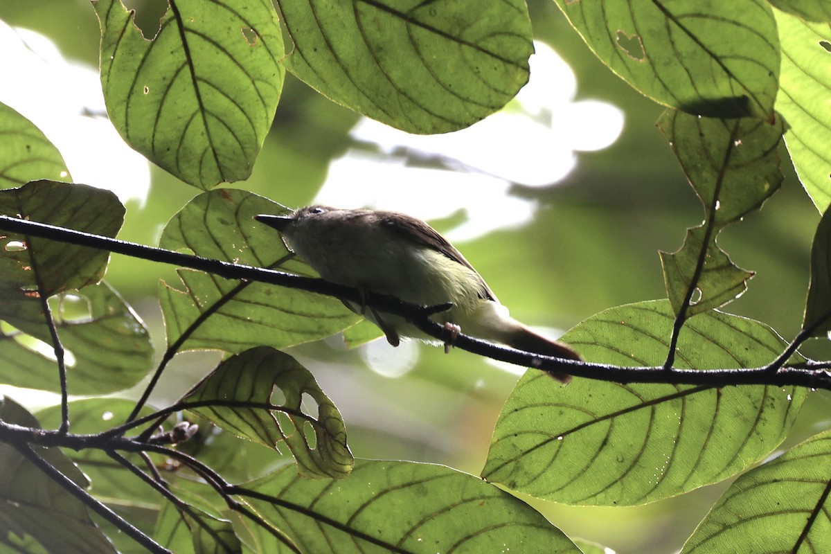 Yellow-bellied Gerygone - ML620776730