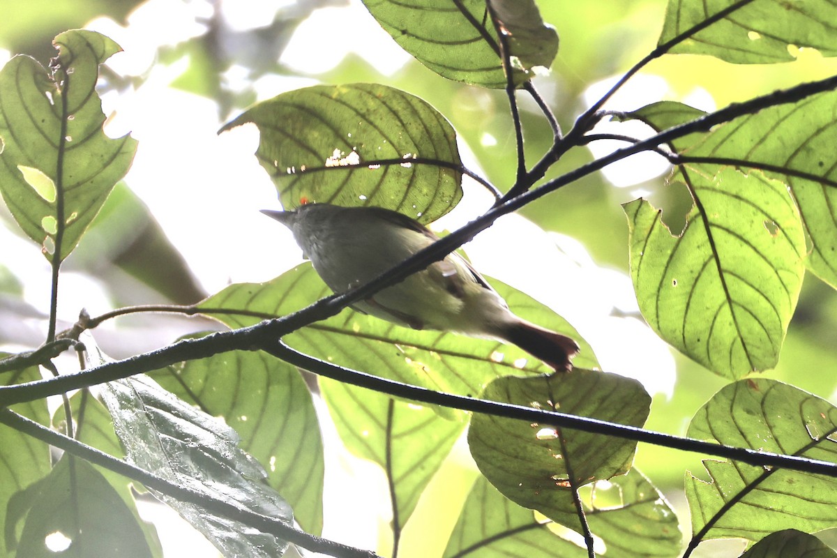 Yellow-bellied Gerygone - ML620776731