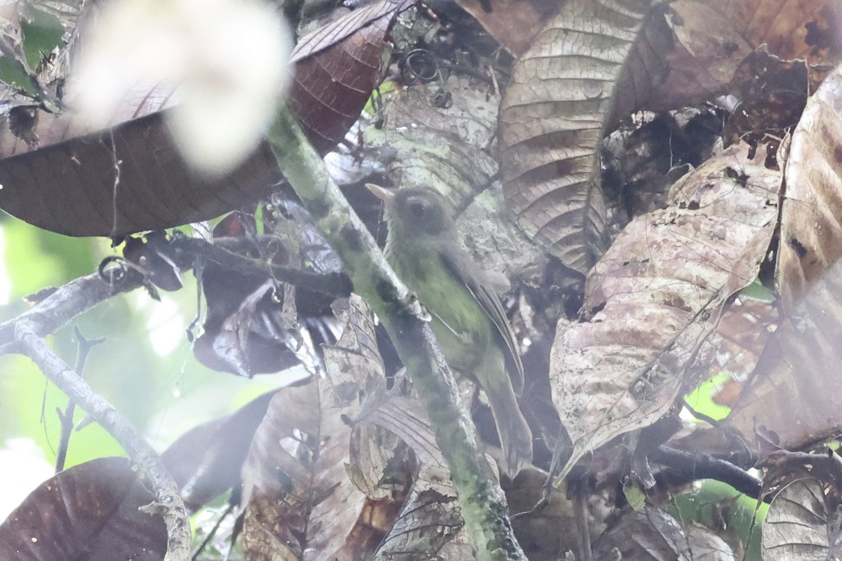 Pale-billed Scrubwren - ML620776741