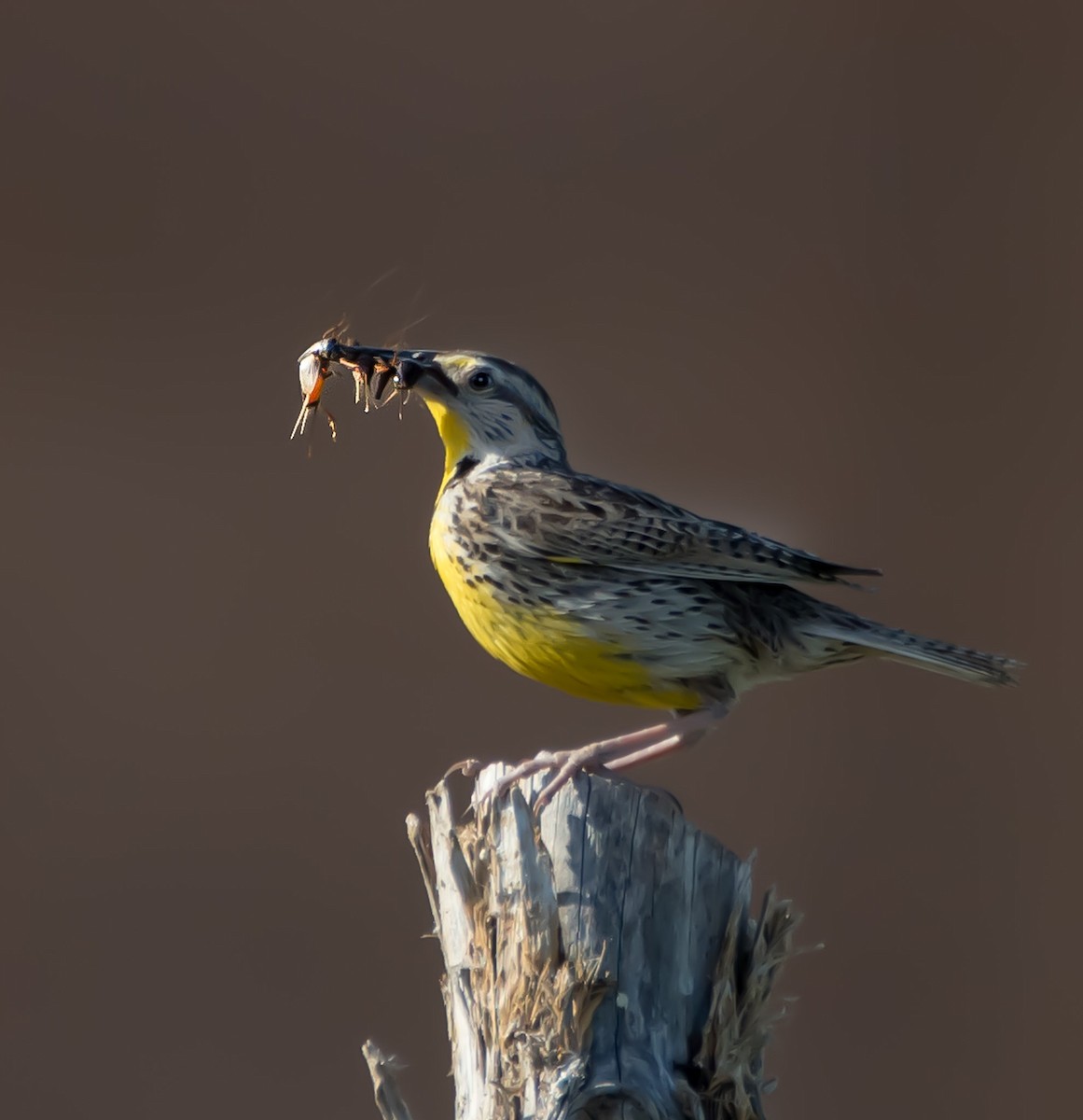 Northern Mockingbird - ML620776746