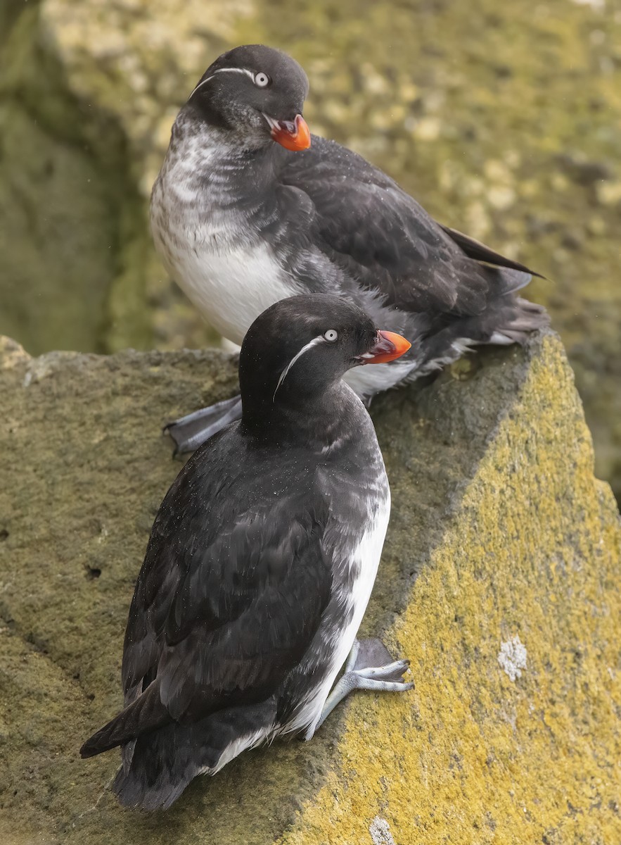 Parakeet Auklet - ML620776747