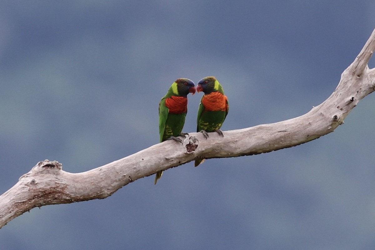 Coconut Lorikeet - ML620776749