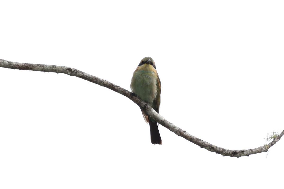 Rainbow Bee-eater - ML620776750