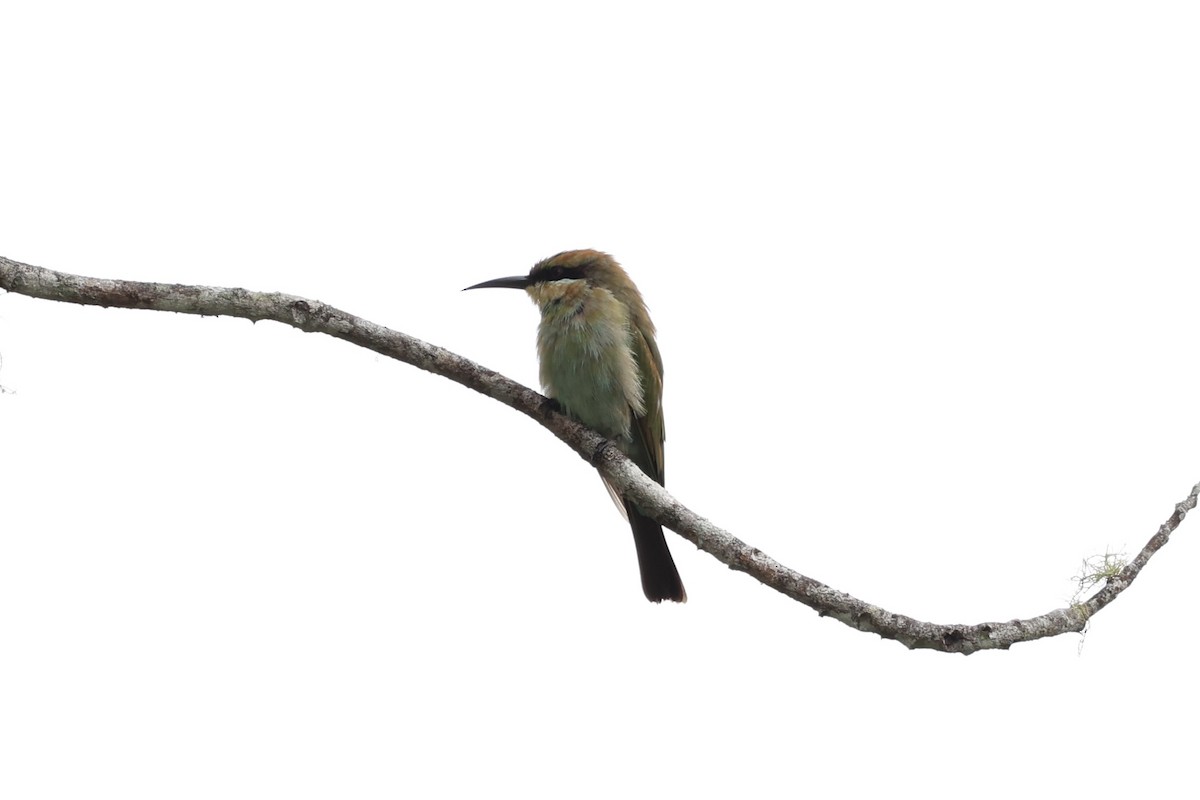 Rainbow Bee-eater - ML620776751