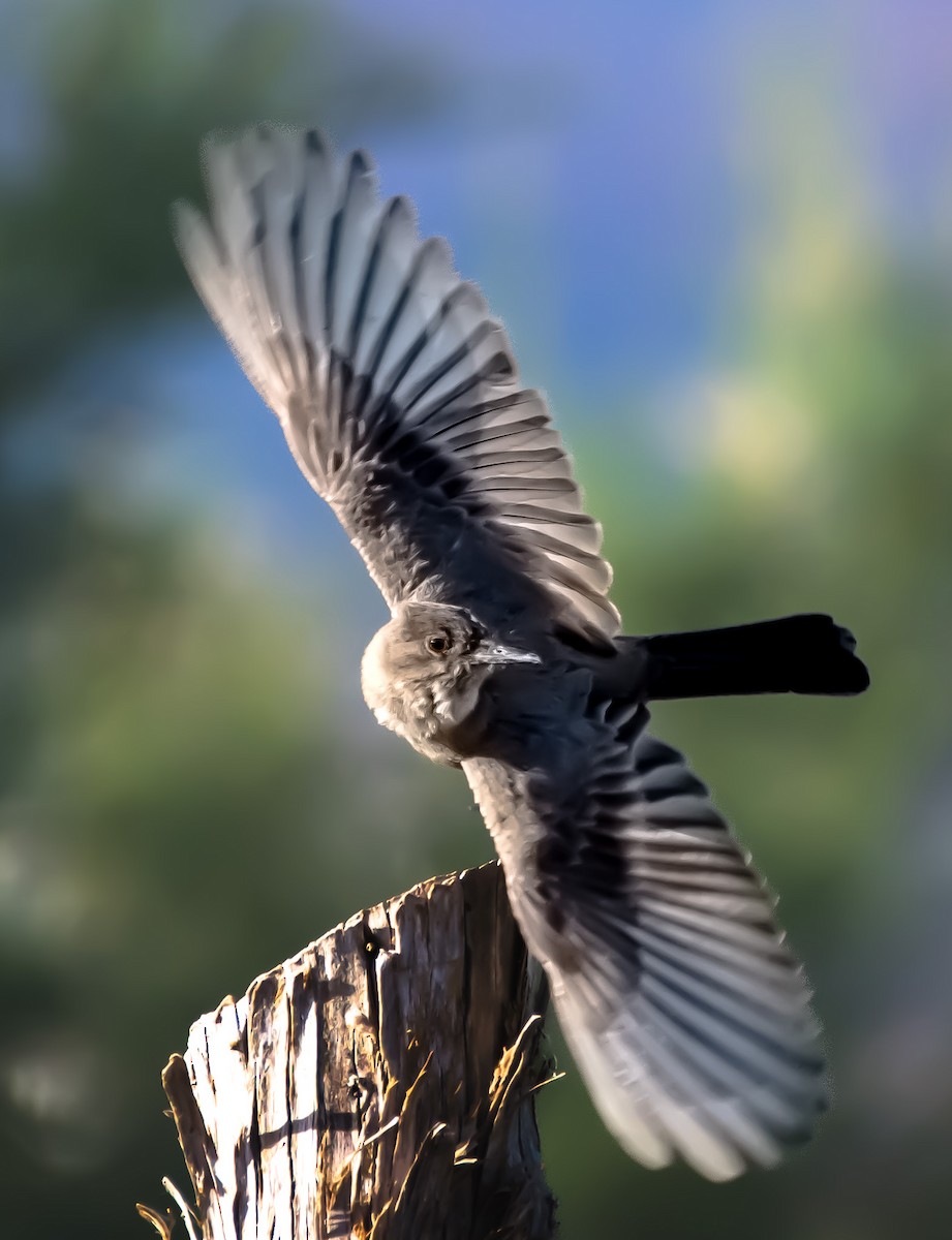 Black Phoebe - ML620776752