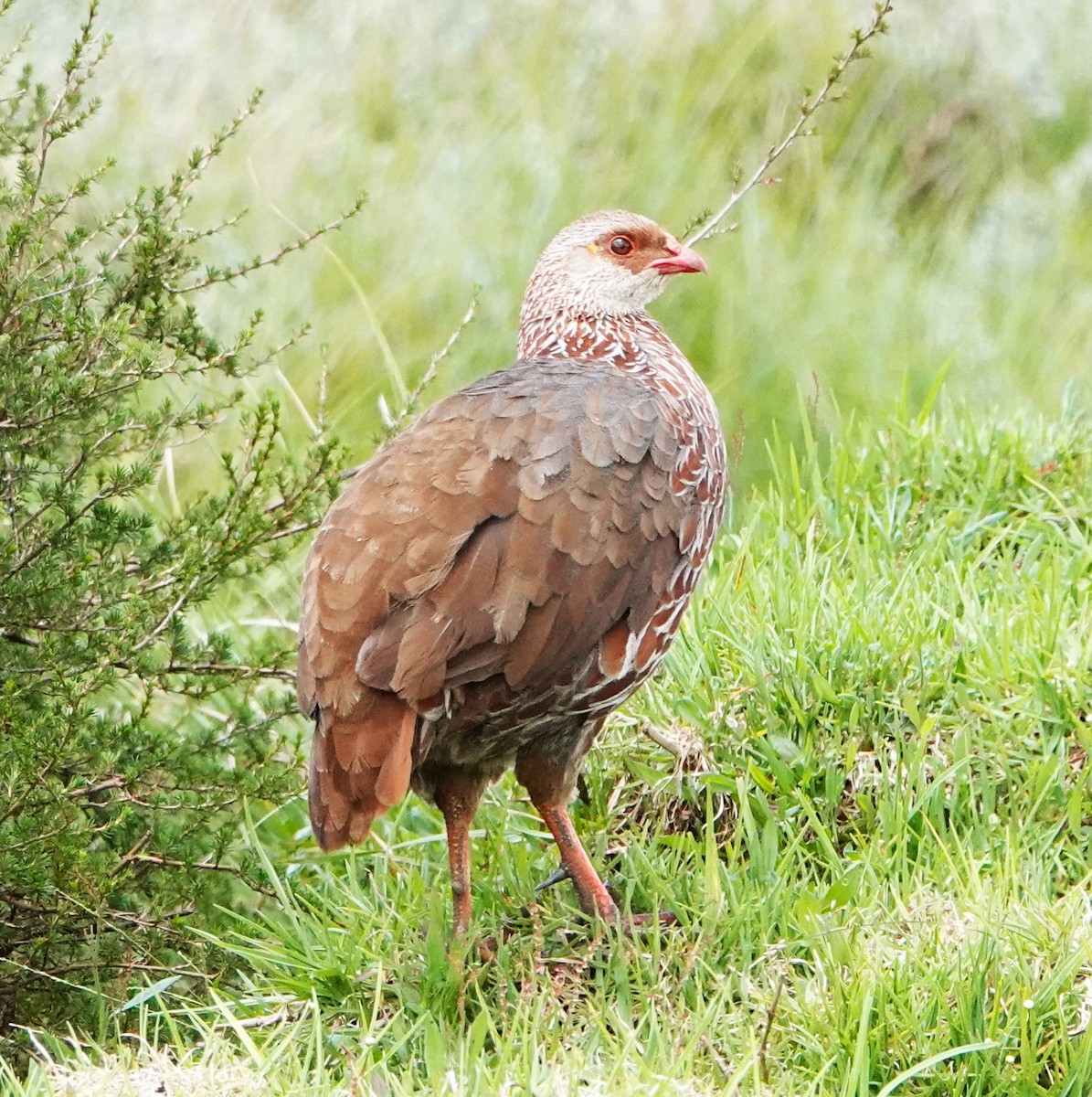 Francolin de Jackson - ML620776753