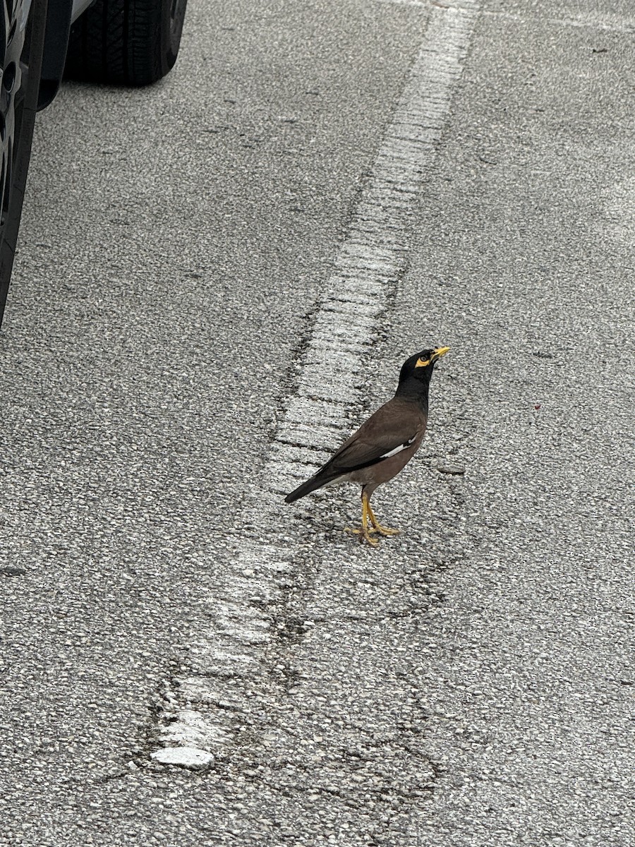 Common Myna - ML620776754