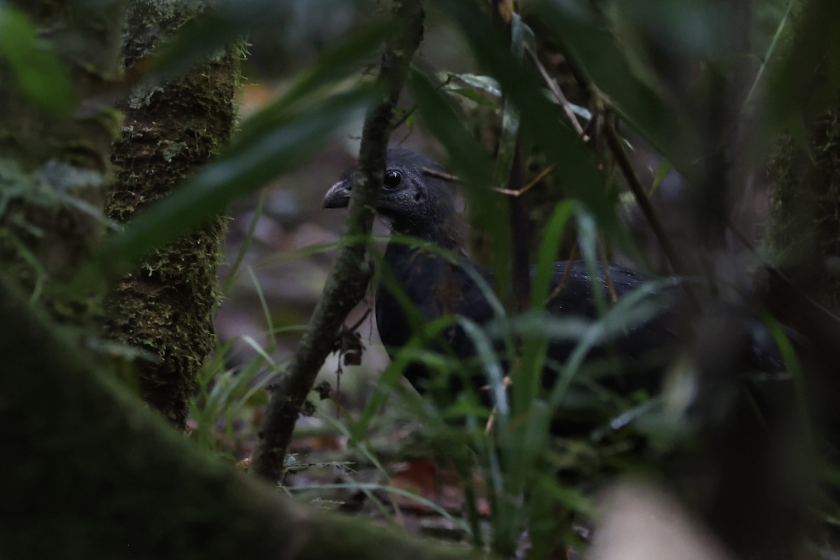 Yellow-legged Brushturkey - ML620776757