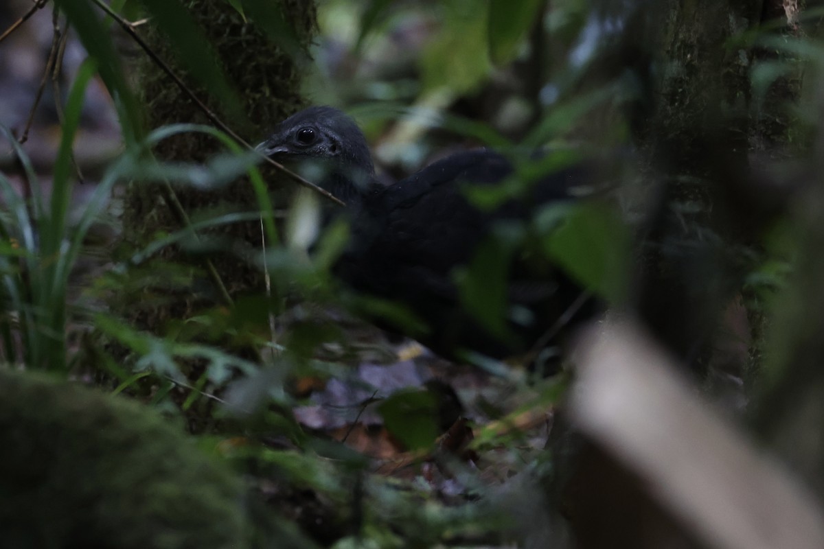 Yellow-legged Brushturkey - ML620776758