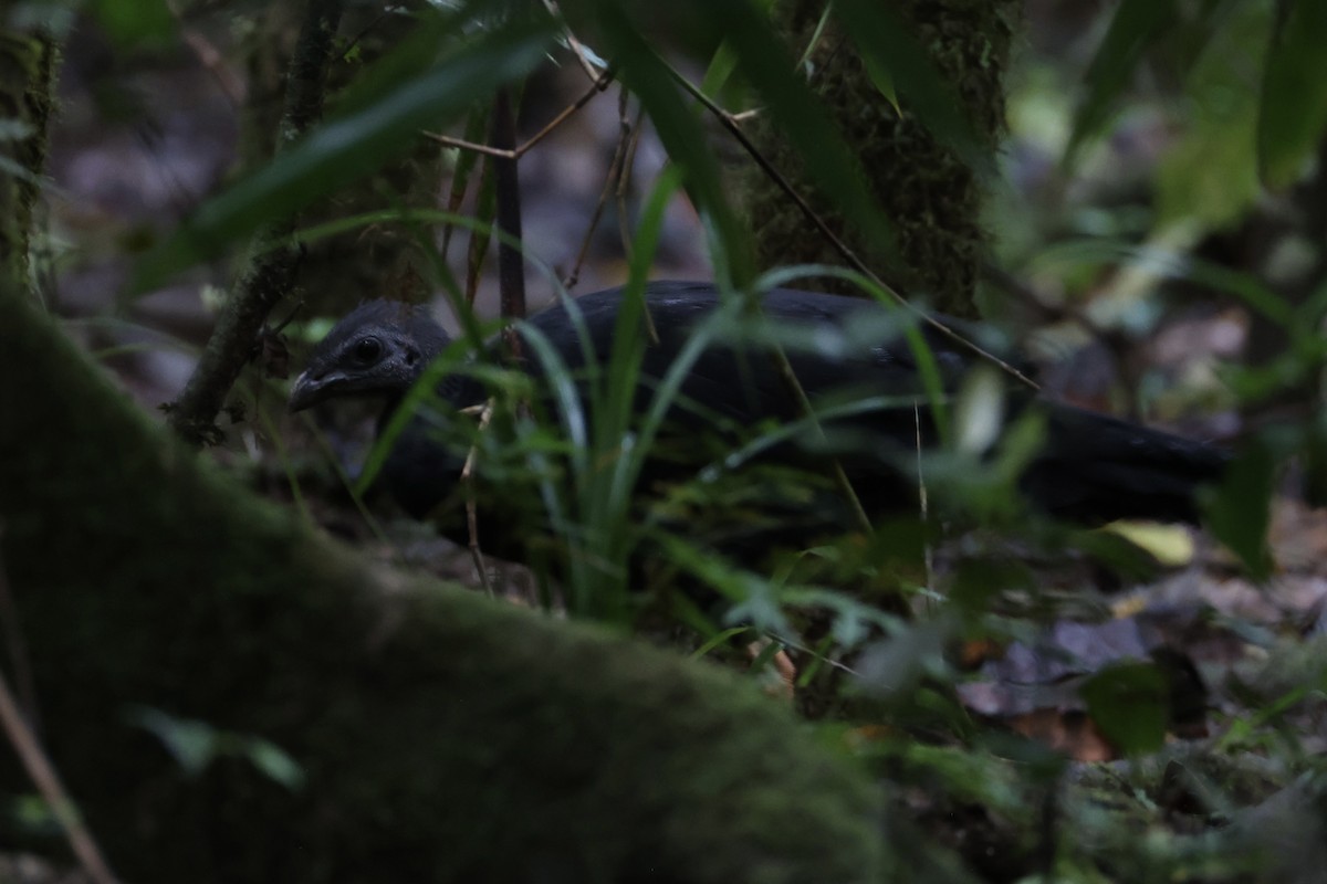 Yellow-legged Brushturkey - ML620776759