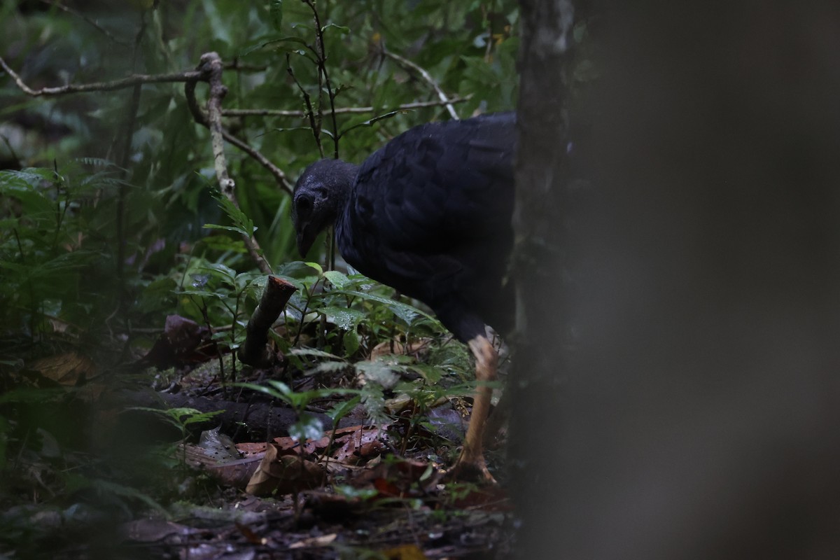 Yellow-legged Brushturkey - ML620776760