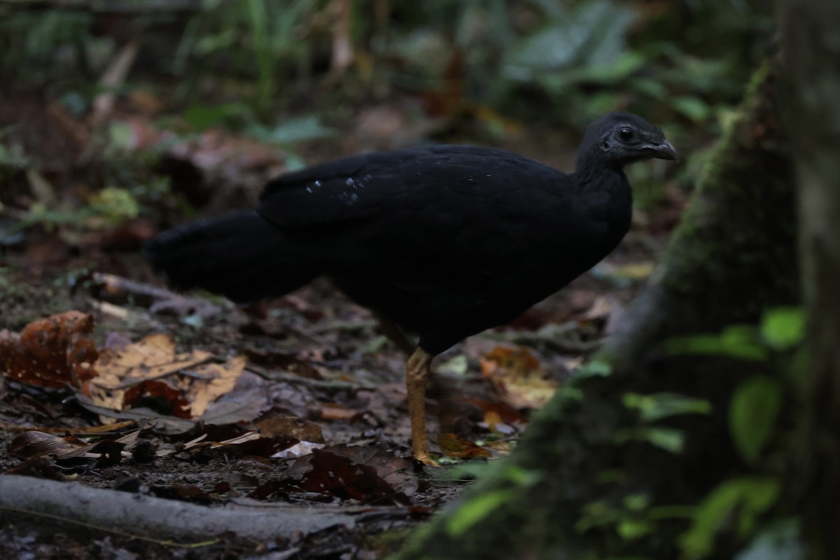 Yellow-legged Brushturkey - ML620776761