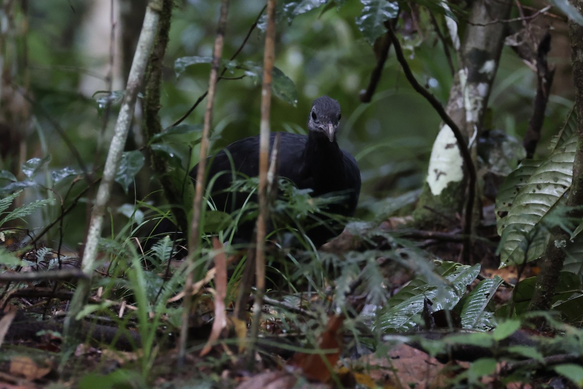 Yellow-legged Brushturkey - ML620776762