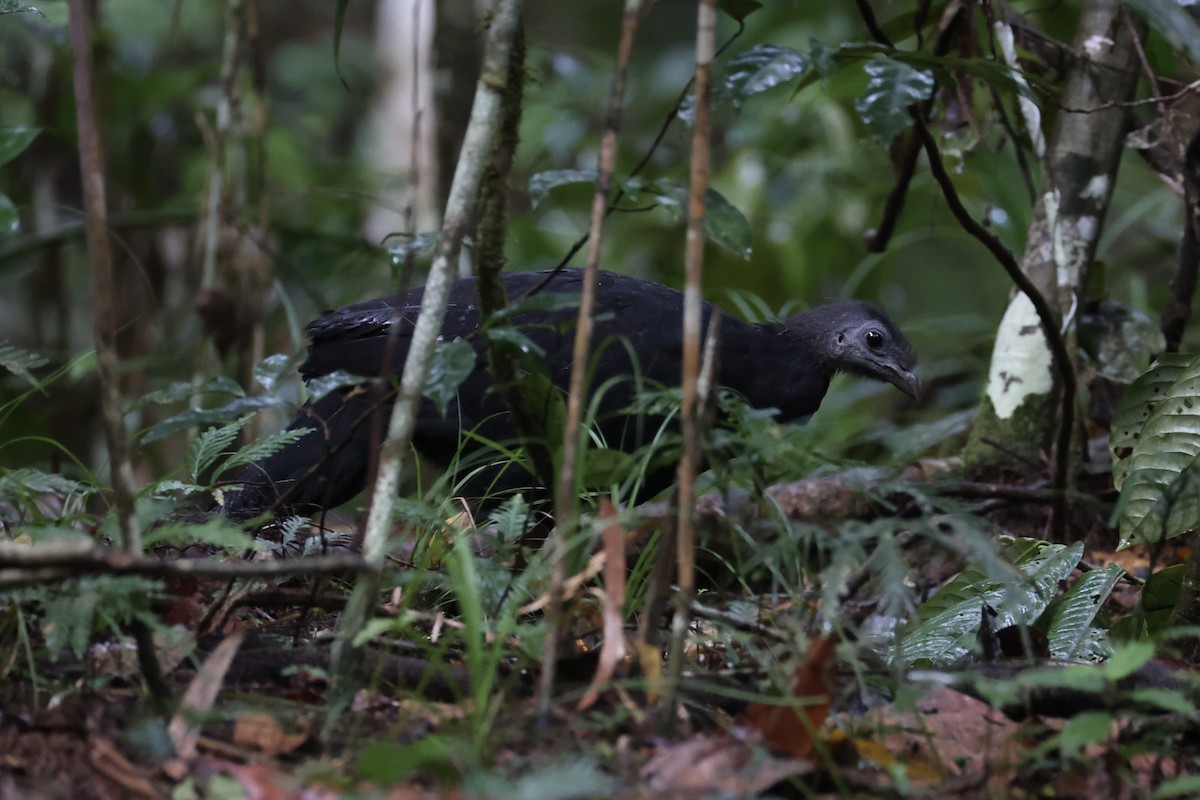 Yellow-legged Brushturkey - ML620776764