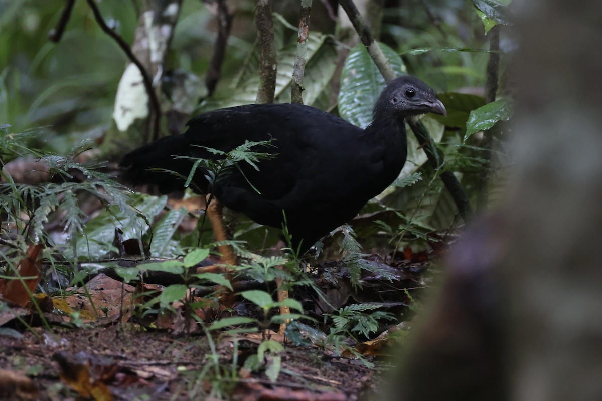 Yellow-legged Brushturkey - ML620776765