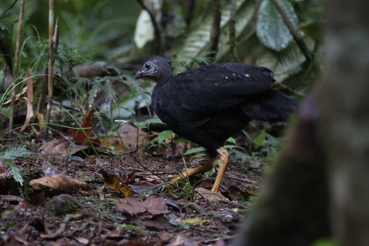 Yellow-legged Brushturkey - ML620776766