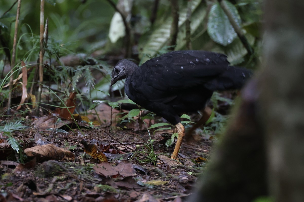 Yellow-legged Brushturkey - ML620776767