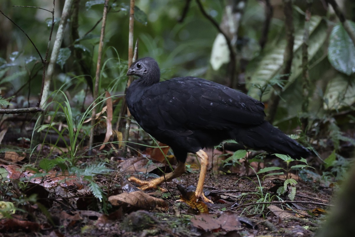 Yellow-legged Brushturkey - ML620776768