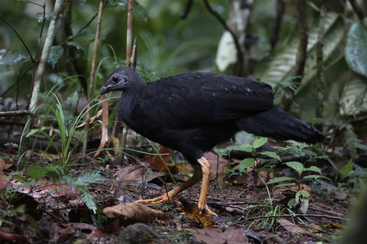 Yellow-legged Brushturkey - ML620776769