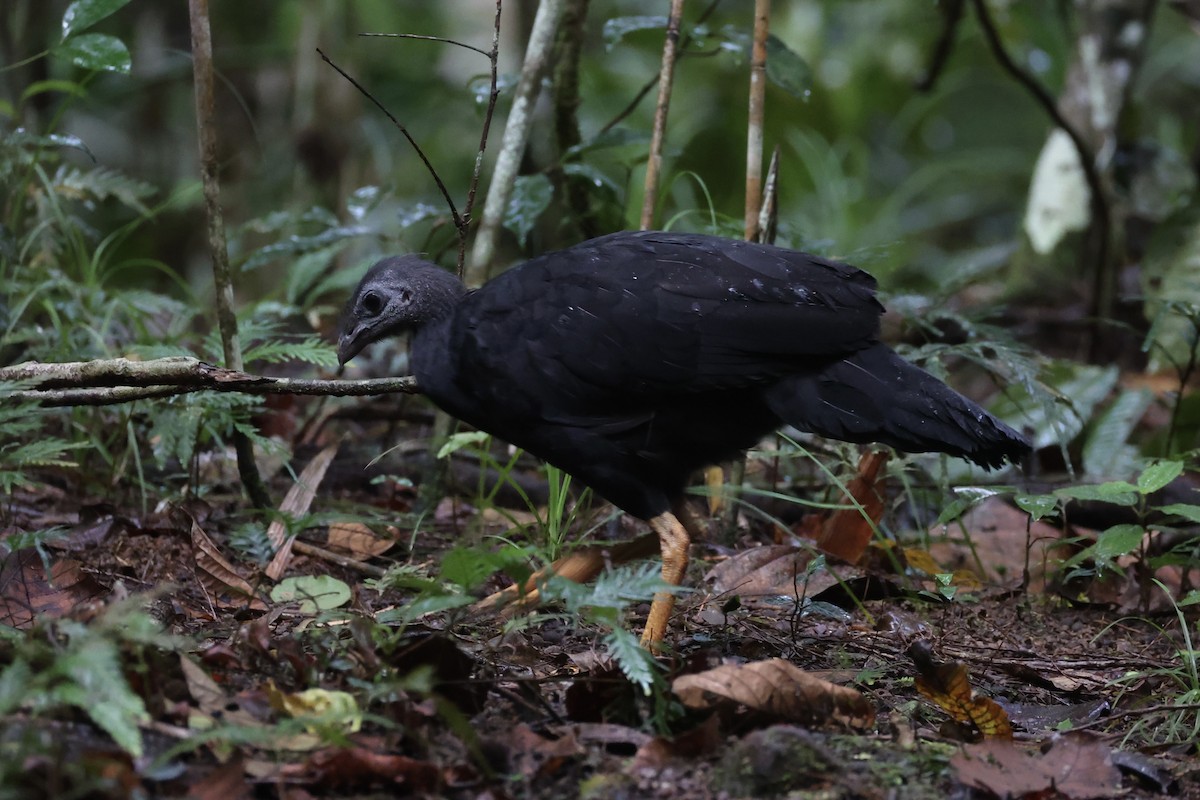 Yellow-legged Brushturkey - ML620776771