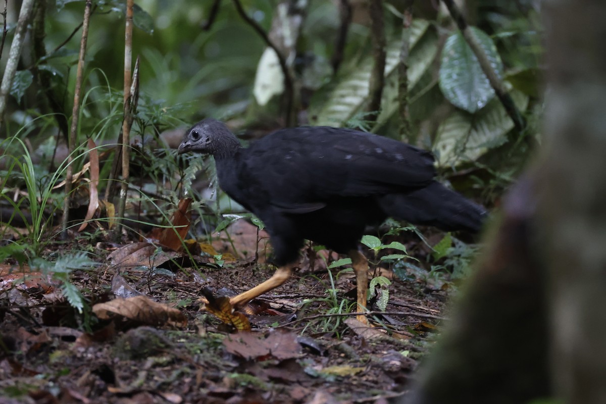 Yellow-legged Brushturkey - ML620776772