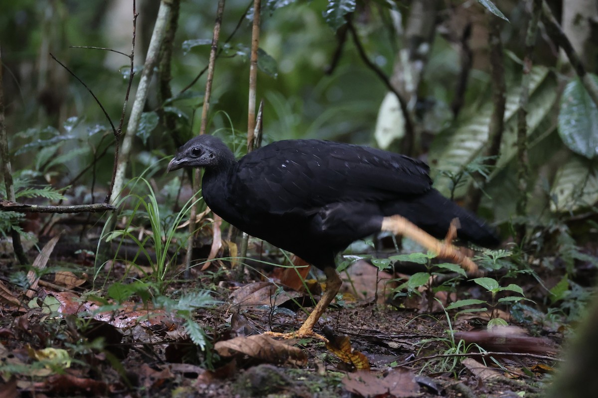 Yellow-legged Brushturkey - ML620776773