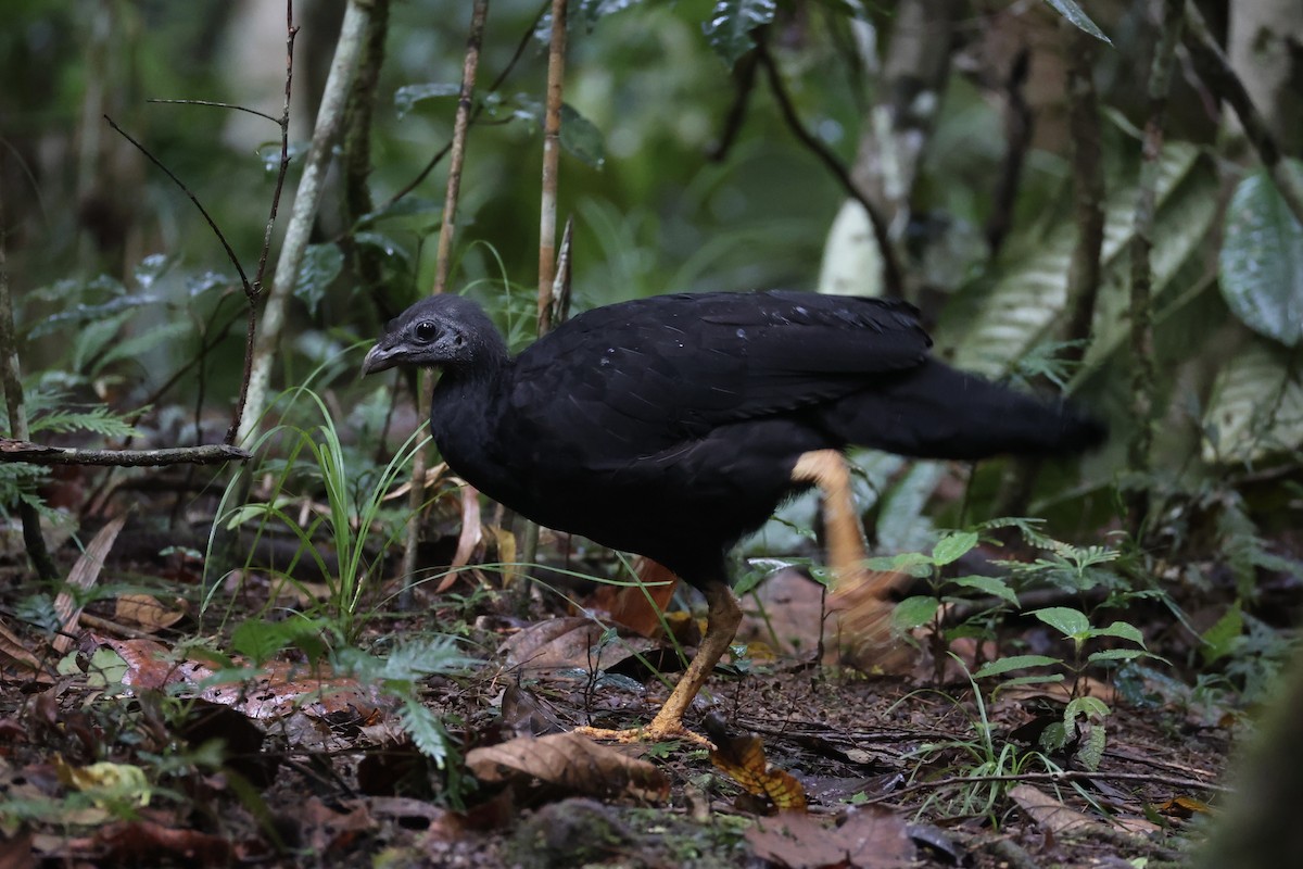 Yellow-legged Brushturkey - ML620776774