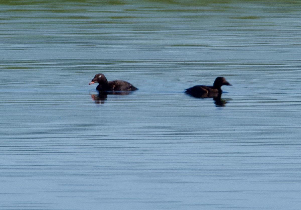 White-winged Scoter - ML620776775