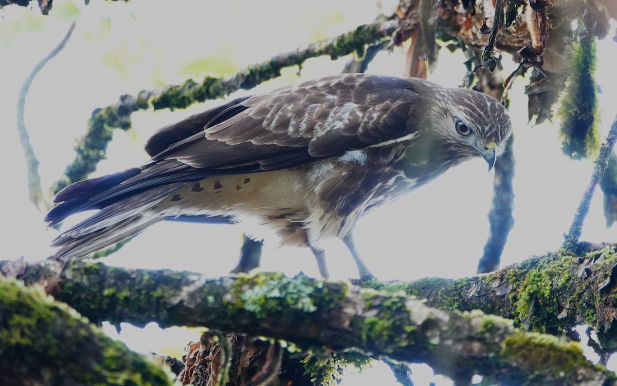 Mountain Buzzard - ML620776780