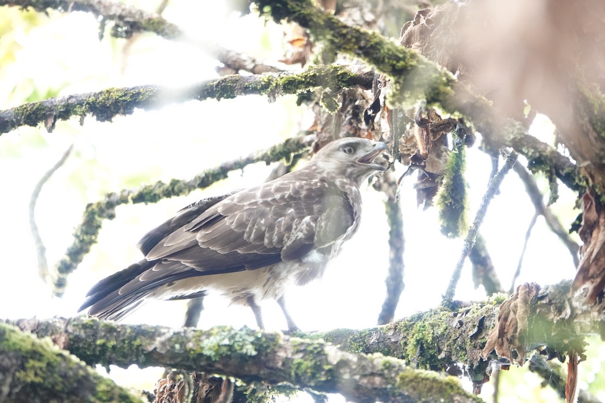 Mountain Buzzard - ML620776782