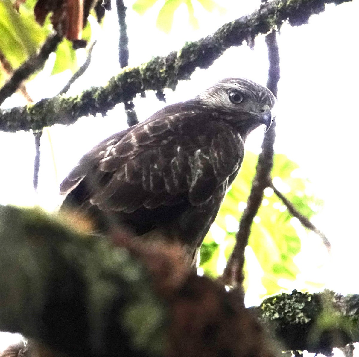 Mountain Buzzard - ML620776783