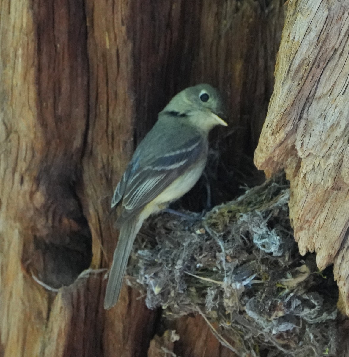 Dusky Flycatcher - Richard Norton