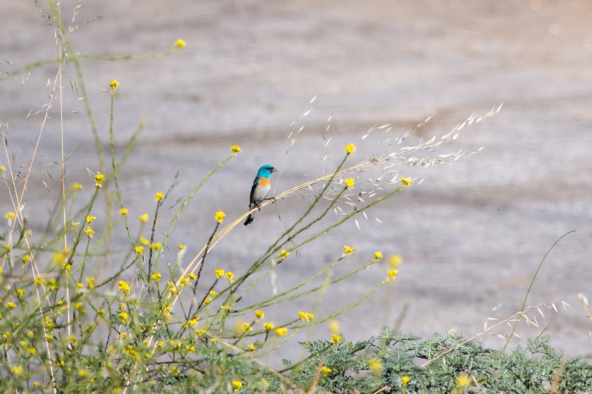 Lazuli Bunting - Ian Carlsen