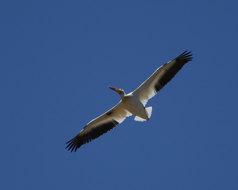 American White Pelican - ML620776792