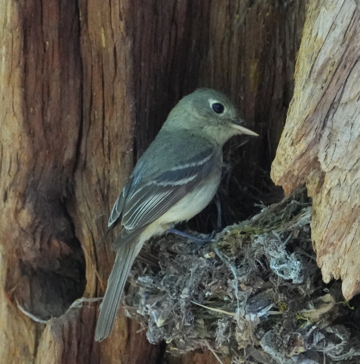 Dusky Flycatcher - ML620776794