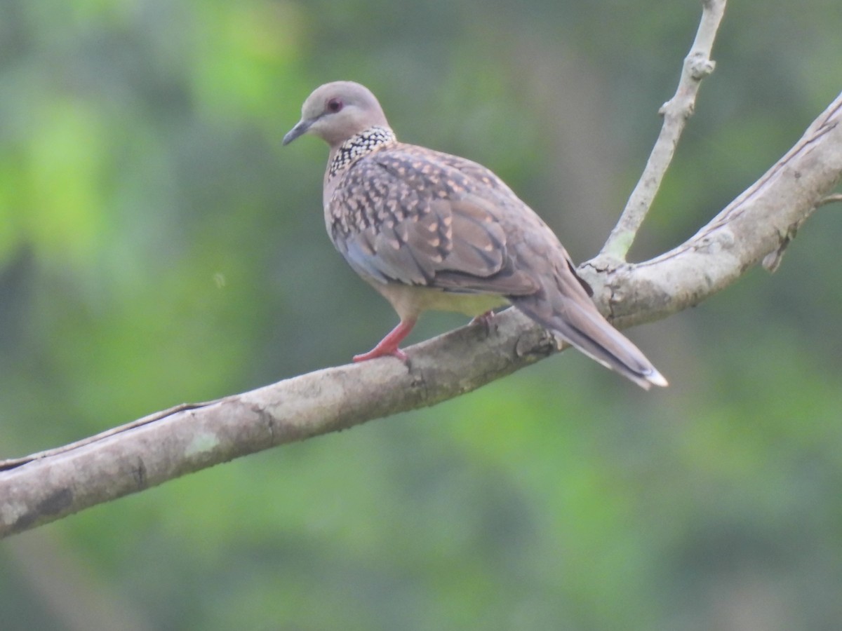 Spotted Dove - ML620776795