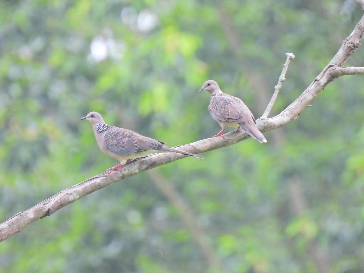 Spotted Dove - ML620776796