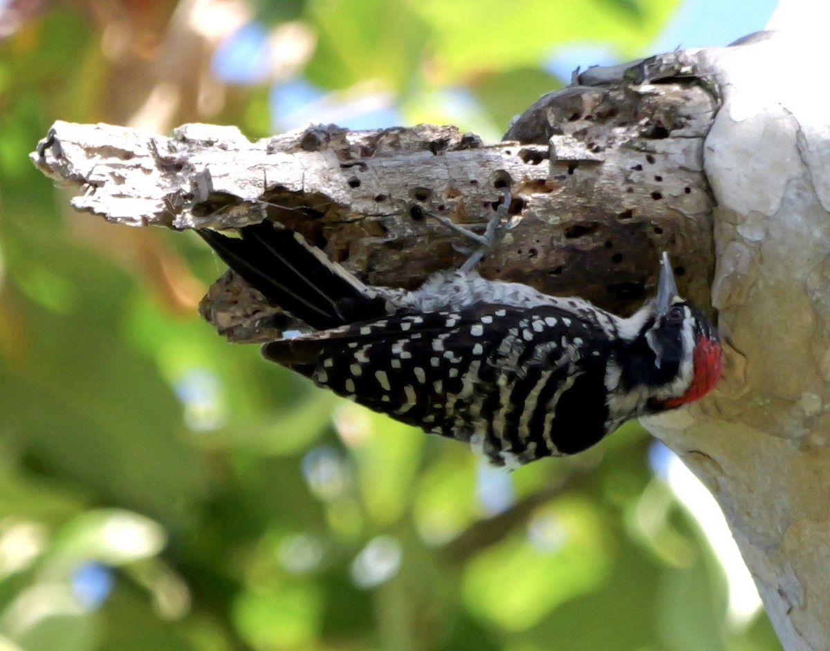 Nuttall's Woodpecker - ML620776804