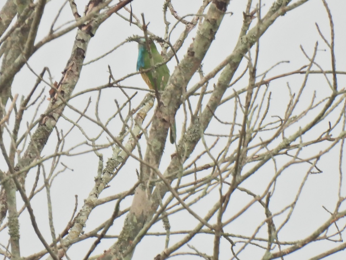 Blue-bearded Bee-eater - Aaytu Ram Kashyap