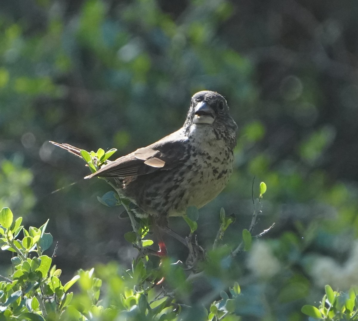 Fox Sparrow - ML620776807